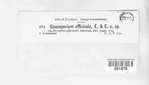 Gloeosporium officinale image